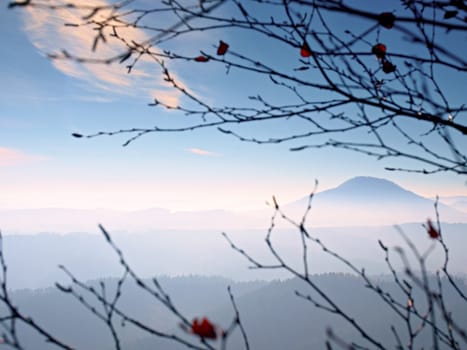 View through branches over deep misty valley within daybreak. Foggy and misty morning on the sandstone view point in national park. unclear view