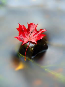 Yellow orange red  autumn maple leaves on water, dried leaf fallen into cold water