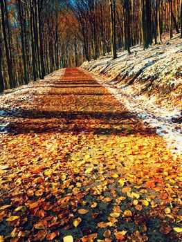 First snow on colorful leaves. Autumnal nature.  Road in autumn wood.