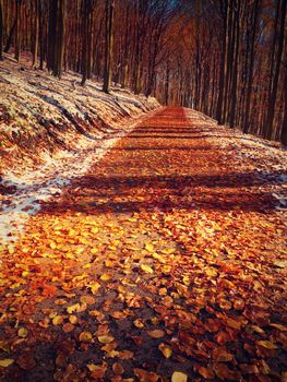 Snowy path leading among the beech trees in early winter forest. Fresh powder snow with colors of leaves, yellow green leaves on trees shinning in afternoon sun