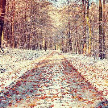 Snowy path leading among the beech trees in early winter forest. Fresh powder snow with colors of leaves, yellow green leaves on trees shinning in afternoon sun