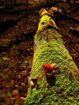 Brown shinning mushrooms growing in moss on the fallen tree. Leaves forest in fall season in background.
