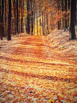 Snowy path leading among the beech trees in early winter forest. Fresh powder snow with colors of leaves, yellow green leaves on trees shinning in afternoon sun