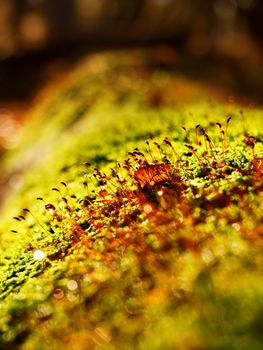 Brown shinning needles in moss on the fallen tree. Leaves forest in fall season in background.