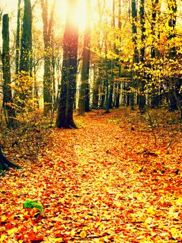 Path leading among the beech trees in early autumn forest. Fresh colors of leaves, yelllow green leaves on trees shinning in afternoon sun.