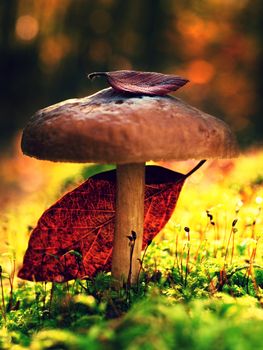 Mushrooms growing in moss on the tree. Slim stalk, fallen leaf on cap  with surreal light. Moss and fairytale mushroom