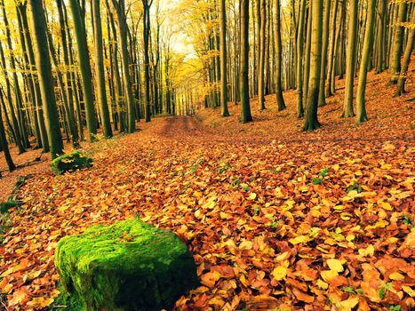 Fall season. Sun shining through the trees on a path in a golden forest landscape setting during the autumn season. 