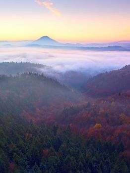 Marvelous daybreak above valley full of colorful mist. Peaks of high trees are sticking up to sky. Romantic autumn.