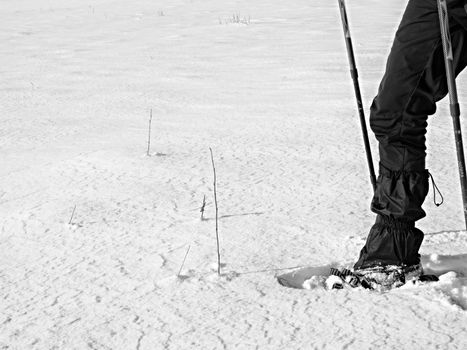 Man legs with snowshoes walk in snow. Detail of winter hike in snowdrift, snowshoeing with trekking poles and shoe cover in powder snow. Red plastic snowshoes.