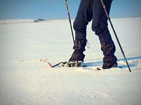 Man legs with snowshoes walk in snow. Detail of winter hike in snowdrift, snowshoeing with trekking poles and shoe cover in powder snow. Red plastic snowshoes.