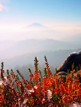 Snow in ink red blooming of heather bush on cliff in park. Hilly countryside with long valley full of autumn fog.