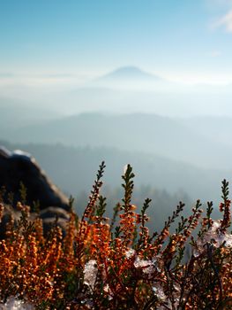 Snow in ink red blooming of heather bush on cliff in park. Hilly countryside with long valley full of autumn fog.