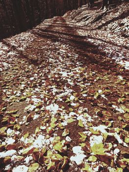First snow on colorful leaves. Autumnal nature.  Road in autumn forest