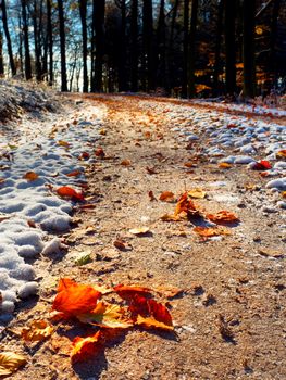 Snowy path leading among the beech trees in early winter forest. Fresh powder snow with colors of leaves, yellow green leaves on trees shinning in afternoon sun