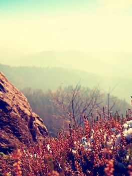 Snow in ink red blooming of heather bush on cliff in park. Hilly countryside with long valley full of autumn fog.