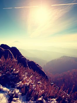 Snow in ink red blooming of heather bush on cliff in park. Hilly countryside with long valley full of autumn fog.