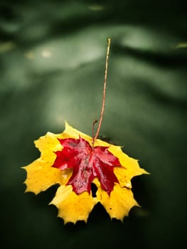 Yellow orange red  autumn maple leaves on water, dried leaf fallen into cold water