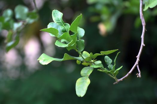 Bergamot leaf, kaffir Lime Leaf