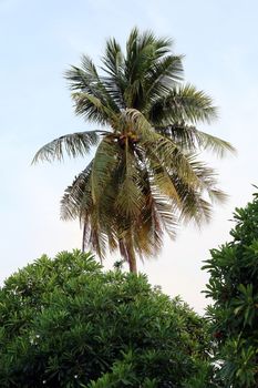 coconut farm, plantation coconut tree