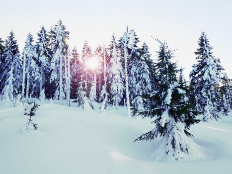 Winter in mountains. Fresh powder snow covered trees in mountains. Minute after sunrise. Chill evening. 