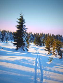 Two ways for cross country skiing in winter mountains. Wintry landscape with cross country skiing ways between trees. 