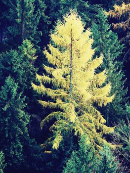 Yellow larch tree in mountain forest in autumn. Freeze burned larch needles