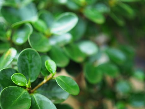 Close up shot of green leaves with blurred green bushes in the background.Natural background concept.