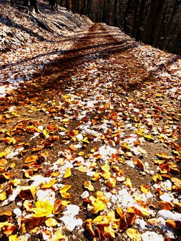 First snow on colorful leaves. Autumnal nature.  Road in autumn forest