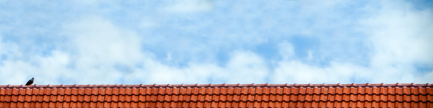 pigeon stand on roof and blue sky white cloud panorama view