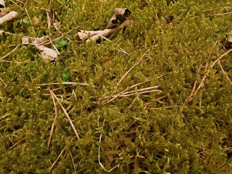 Old yellow leaves fallen on dry moss.Dry small plants of moss, dry pine needles and dry oak leaves. Forest ground a beginning of spring. Wide close up view  to ground. 