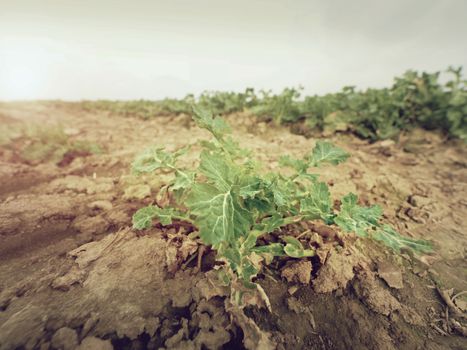 A small oilseed rape plant on wet humus clay. The quality check of oilseed rape and roots. The stalk, leaves and roots.