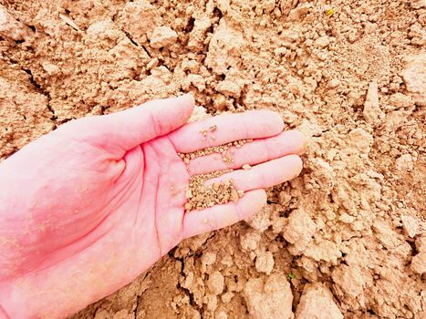 Dry pieces of cracked clay on male palm. Dry cracked clay in field. Dusty farmer palm