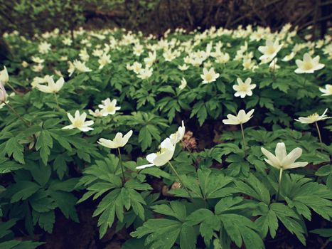 A meadow full of wood anemones in blossom, view close up to ground. Flowering anemone nemorosa (well known as windflower or thimbleweed or smell fox) during spring season
