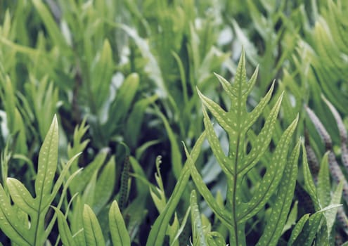 The wart fern of Hawaii green tropical leaves background