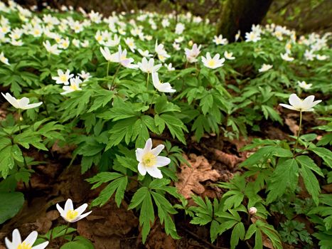 Wood anemones in blossom. Flowering anemone nemorosa (well known as windflower or thimbleweed or smell fox) during spring season
