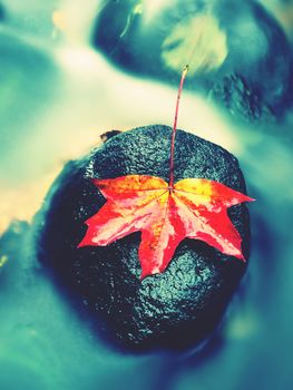 Autumn nature. Detail of rotten orange red  maple leaf. Fall leaf lay on dark stone in blurred mirror water of mountain river. First autumn leaves.