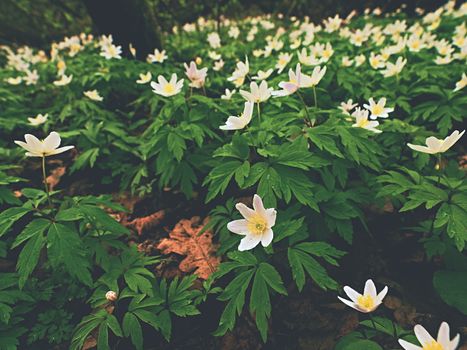 A meadow full of wood anemones in blossom, view close up to ground. Flowering anemone nemorosa (well known as windflower or thimbleweed or smell fox) during spring season