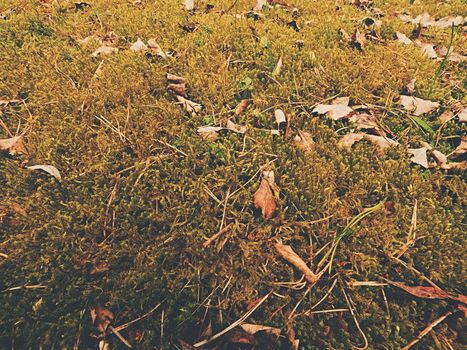 Old yellow leaves fallen on dry moss.Dry small plants of moss, dry pine needles and dry oak leaves. Forest ground a beginning of spring. Wide close up view  to ground. 