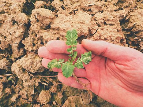 Farmer hand hold  rapeseed in spring field, looking for pests. Agriculturalist check quality of flower, leaves, stalk and roots of young rapeseed (Brassica napus), well known as rape, oilseed rape, rapa, rappi or rapaseed. 