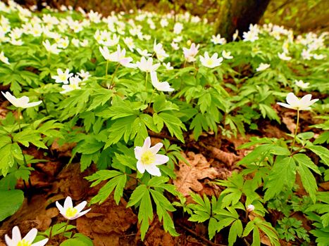 A meadow full of wood anemones in blossom, view close up to ground. Flowering anemone nemorosa (well known as windflower or thimbleweed or smell fox) during spring season