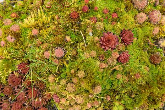 Fresh colorful miniature succulent plants on ground