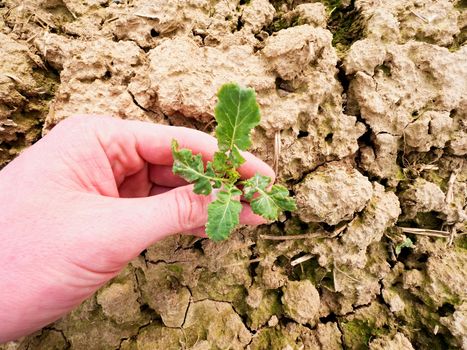 Farmer hand hold  rapeseed in spring field, looking for pests. Agriculturalist check quality of flower, leaves, stalk and roots of young rapeseed (Brassica napus), well known as rape, oilseed rape, rapa, rappi or rapaseed. 