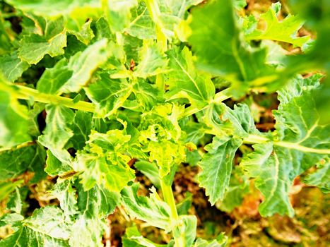 Young rapeseed (Brassica napus), well known as rape, oilseed rape, rapa, rappi or rapaseed. Detail view into small plants in field. Quality check of flower rapeseed in spring.