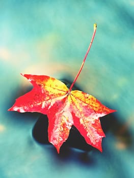 Fallen maple leaf. Rotten yellow orange dotted maple leaf in cold water of mountain stream. Colorful autumn symbol.  