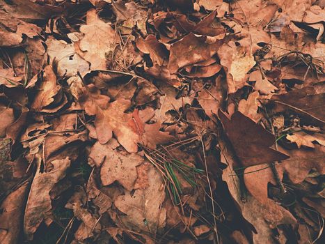 Oak leaves. Autumn park ground with carpet of dry orange oak leaves, broken twigs and long pine needles. Wide view  close up to ground.