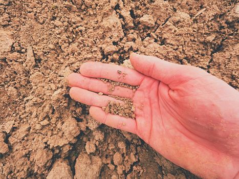 Dry pieces of cracked clay on male palm. Dry cracked clay in field. Dusty farmer palm