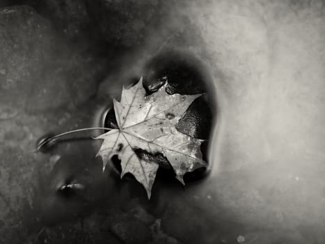 Fallen broken yellow maple leaf. Autumn castaway on wet slipper stone in cold blurred water of mountain river.