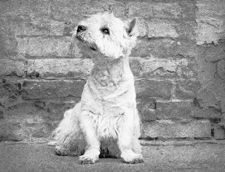 West Highland White Terrier sitting at the old brick wall. Nice contrast  of the dog hairs and contour of bricks.  The dog watches the surroundings