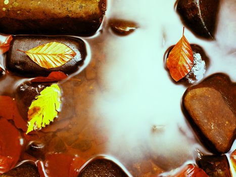 Filtered photo. Fall colors. Detail of gravel at mountain river covered with colorful autumnal leaves. Vivid colorful leaves  and poor mossy stones on river bank.