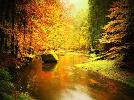 Autumn colorful forest above mountain river. Water under leaves trees. Low level with yellow orange  reflection.  Green mossy boulder in stream.